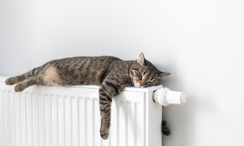 Getigerte Katze liegt entspannt auf einem weißen Heizkörper mit Thermostatventil und schläft.